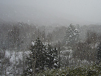 雪の降る志賀高原
